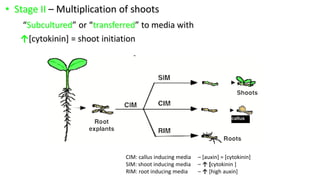 • Stage II – Multiplication of shoots
“Subcultured” or “transferred” to media with
↑[cytokinin] = shoot initiation
CIM: callus inducing media – [auxin] = [cytokinin]
SIM: shoot inducing media – ↑ [cytokinin ]
RIM: root inducing media – ↑ [high auxin]
callus
 