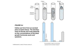 3 reguladores de crecimiento.pdf
