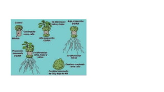 3 reguladores de crecimiento.pdf