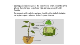 • Los reguladores endógenos del crecimiento están presentes en la
planta durante todo su ciclo de vida, pero su concentración
fluctúa.
• Su concentración relativa varía en función del estado fisiológico
de la planta y en cada uno de los órganos de ésta.
 