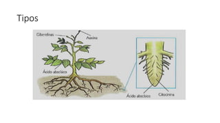 Tipos
 