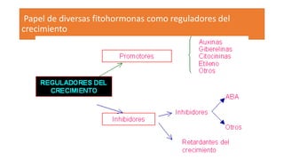 Papel de diversas fitohormonas como reguladores del
crecimiento
 
