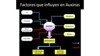 Factores que influyen en Auxinas
 