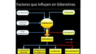 Factores que influyen en Giberelinas
 