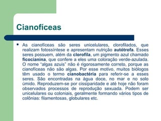Cianofíceas
   As cianofíceas são seres unicelulares, clorofilados, que
    realizam fotossíntese e apresentam nutrição autótrofa. Esses
    seres possuem, além da clorofila, um pigmento azul chamado
    ficocianina, que confere a eles uma coloração verde-azulada.
    O nome “algas azuis” não é rigorosamente correto, porque as
    cianofíceas não são algas. Por esse motivo, muitos biólogos
    têm usado o termo cianobactéria para referir-se a esses
    seres. São encontradas na água doce, no mar e no solo
    úmido. Reproduzem-se por cissiparidade e até hoje não foram
    observados processos de reprodução sexuada. Podem ser
    unicelulares ou coloniais, geralmente formando vários tipos de
    colônias: filamentosas, globulares etc.
 