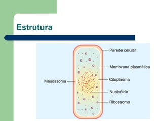 Estrutura
 
