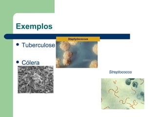 Exemplos
                Staphylococcus

 Tuberculose


 Cólera

                                 Streptococos
 