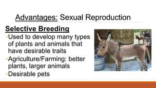 Advantages: Sexual Reproduction
Selective Breeding
◦Used to develop many types
of plants and animals that
have desirable traits
◦Agriculture/Farming: better
plants, larger animals
◦Desirable pets
 