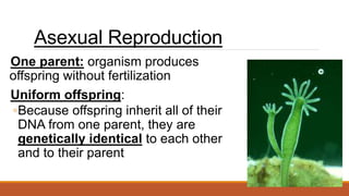 Asexual Reproduction
One parent: organism produces
offspring without fertilization
Uniform offspring:
◦Because offspring inherit all of their
DNA from one parent, they are
genetically identical to each other
and to their parent
 