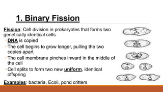 1. Binary Fission
Fission: Cell division in prokaryotes that forms two
genetically identical cells
◦ DNA is copied
◦ The cell begins to grow longer, pulling the two
copies apart
◦ The cell membrane pinches inward in the middle of
the cell
◦ Cell splits to form two new uniform, identical
offspring
Examples: bacteria, Ecoli, pond critters
 