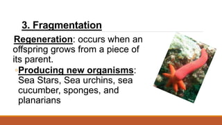 3. Fragmentation
Regeneration: occurs when an
offspring grows from a piece of
its parent.
◦Producing new organisms:
Sea Stars, Sea urchins, sea
cucumber, sponges, and
planarians
 