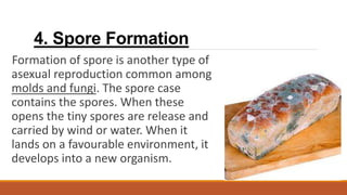 4. Spore Formation
Formation of spore is another type of
asexual reproduction common among
molds and fungi. The spore case
contains the spores. When these
opens the tiny spores are release and
carried by wind or water. When it
lands on a favourable environment, it
develops into a new organism.
 