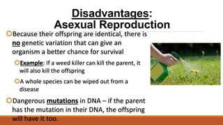Disadvantages:
Asexual Reproduction
Because their offspring are identical, there is
no genetic variation that can give an
organism a better chance for survival
Example: If a weed killer can kill the parent, it
will also kill the offspring
A whole species can be wiped out from a
disease
Dangerous mutations in DNA – if the parent
has the mutation in their DNA, the offspring
will have it too.
 