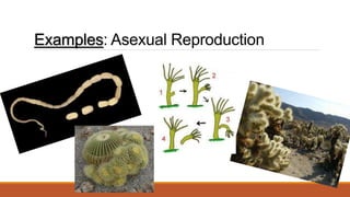 Examples: Asexual Reproduction
 