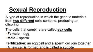 Sexual Reproduction
A type of reproduction in which the genetic materials
from two different cells combine, producing an
offspring
The cells that combine are called sex cells
◦Female – egg
◦Male – sperm
Fertilization: an egg cell and a sperm cell join together
◦A new cell is formed and is called a zygote
 