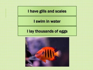 3) Riddles (Animals Edition).pptx