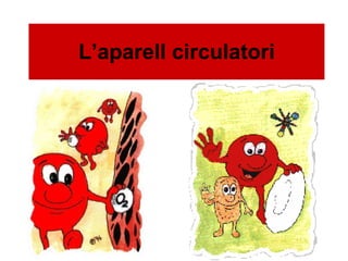 L’aparell circulatori 