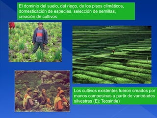 El dominio del suelo, del riego, de los pisos climáticos,
domesticación de especies, selección de semillas,
creación de cultivos
Los cultivos existentes fueron creados por
manos campesinas a partir de variedades
silvestres (Ej: Teosintle)
 