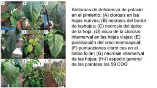 Síntomas de deficiencia de potasio
en el pimiento: (A) clorosis en las
hojas nuevas; (B) necrosis del borde
de lashojas; (C) necrosis del ápice
de la hoja; (D) inicio de la clorosis
internerval en las hojas viejas; (E)
paralización del crecimientoapical;
(F) puntuaciones cloróticas en el
limbo foliar; (G) necrosis internerval
de las hojas; (H-I) aspecto general
de las plantasa los 59 DDO
 