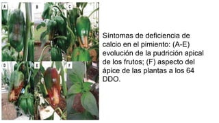 Síntomas de deficiencia de
calcio en el pimiento: (A-E)
evolución de la pudrición apical
de los frutos; (F) aspecto del
ápice de las plantas a los 64
DDO.
 