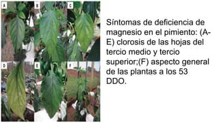 Síntomas de deficiencia de
magnesio en el pimiento: (A-
E) clorosis de las hojas del
tercio medio y tercio
superior;(F) aspecto general
de las plantas a los 53
DDO.
 