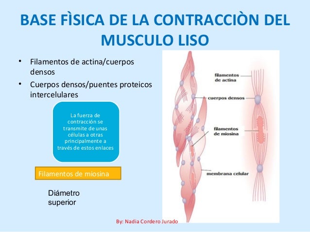 Resultado de imagen para Base quÃ­mica de la contracciÃ³n del mÃºsculo liso