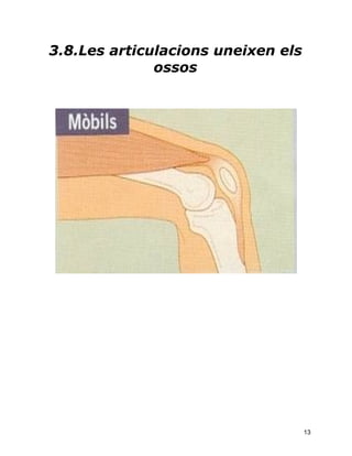 3.8.Les articulacions uneixen els
              ossos




                                    13
 