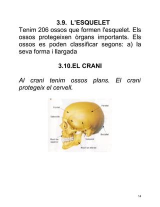 3.9. L’ESQUELET
Tenim 206 ossos que formen l'esquelet. Els
ossos protegeixen òrgans importants. Els
ossos es poden classificar segons: a) la
seva forma i llargada

             3.10.EL CRANI

Al crani tenim ossos plans. El crani
protegeix el cervell.




                                        14
 