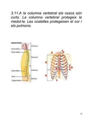 3.11.A la columna vertebral els ossos són
curts. La columna vertebral protegeix la
medul·la. Les costelles protegeixen el cor i
els pulmons.




                                           15
 