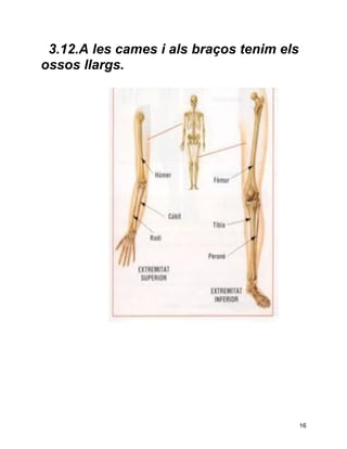 3.12.A les cames i als braços tenim els
ossos llargs.




                                           16
 