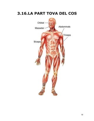 3.16.LA PART TOVA DEL COS




                            19
 
