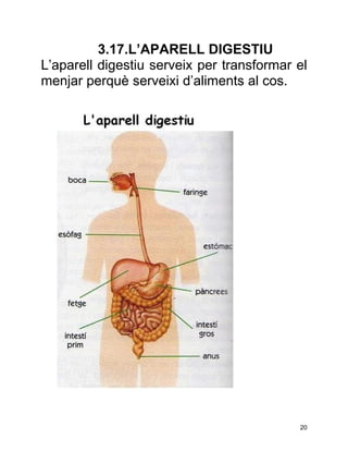 3.17.L’APARELL DIGESTIU
L’aparell digestiu serveix per transformar el
menjar perquè serveixi d’aliments al cos.




                                           20
 