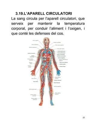 3.19.L’APARELL CIRCULATORI
La sang circula per l’aparell circulatori, que
serveix per mantenir la temperatura
corporal, per conduir l’aliment i l’oxigen, i
que conté les defenses del cos.




                                            22
 