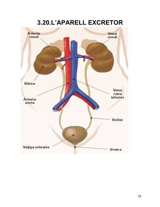 3.20.L’APARELL EXCRETOR




                          23
 