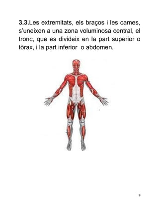 3.3.Les extremitats, els braços i les cames,
s’uneixen a una zona voluminosa central, el
tronc, que es divideix en la part superior o
tòrax, i la part inferior o abdomen.




                                           9
 
