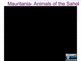 Mauritania- Animals of the Sahel
 