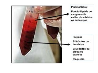 Células
Eritrócitos ou
hemácias
Leucócitos ou
glóbulos
brancos
Plaquetas
Plasma=Soro:
Porção líquida do
sangue onde
estão dissolvidos
os anticorpos
 