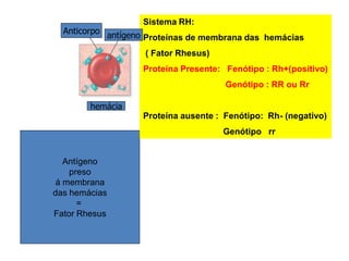3 s alelos múltiplos e tipagem sanguinea_15_abril_2013