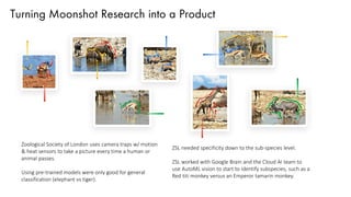 Turning Moonshot Research into a Product
Zoological Society of London uses camera traps w/ motion
& heat sensors to take a picture every time a human or
animal passes.
Using pre-trained models were only good for general
classification (elephant vs tiger).
ZSL needed specificity down to the sub-species level.
ZSL worked with Google Brain and the Cloud AI team to
use AutoML vision to start to identify subspecies, such as a
Red titi monkey versus an Emperor tamarin monkey.
 