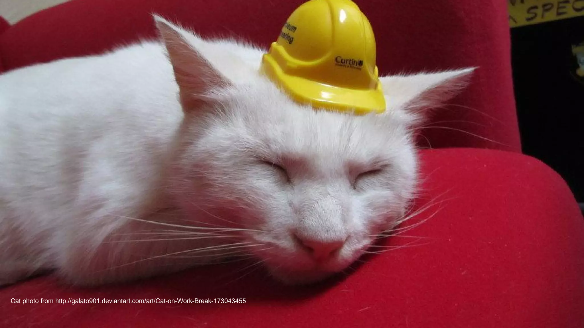 Cat photo from http://galato901.deviantart.com/art/Cat-on-Work-Break-173043455
 