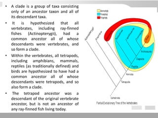 • A clade is a group of taxa consisting
only of an ancestor taxon and all of
its descendant taxa.
• It is hypothesized that all
vertebrates, including ray-finned
fishes (Actinopterygii), had a
common ancestor all of whose
descendants were vertebrates, and
so form a clade.
• Within the vertebrates, all tetrapods,
including amphibians, mammals,
reptiles (as traditionally defined) and
birds are hypothesized to have had a
common ancestor all of whose
descendants were tetrapods, and so
also form a clade.
• The tetrapod ancestor was a
descendant of the original vertebrate
ancestor, but is not an ancestor of
any ray-finned fish living today.
 