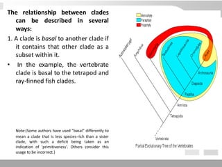 The relationship between clades
can be described in several
ways:
1. A clade is basal to another clade if
it contains that other clade as a
subset within it.
• In the example, the vertebrate
clade is basal to the tetrapod and
ray-finned fish clades.
Note:(Some authors have used "basal" differently to
mean a clade that is less species-rich than a sister
clade, with such a deficit being taken as an
indication of 'primitiveness'. Others consider this
usage to be incorrect.)
 