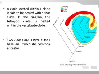 • A clade located within a clade
is said to be nested within that
clade. In the diagram, the
tetrapod clade is nested
within the vertebrate clade.
• Two clades are sisters if they
have an immediate common
ancestor.
 