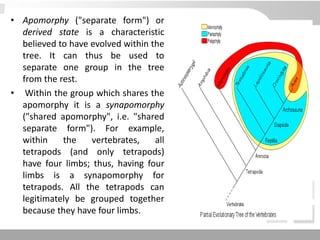 • Apomorphy ("separate form") or
derived state is a characteristic
believed to have evolved within the
tree. It can thus be used to
separate one group in the tree
from the rest.
• Within the group which shares the
apomorphy it is a synapomorphy
("shared apomorphy", i.e. "shared
separate form"). For example,
within the vertebrates, all
tetrapods (and only tetrapods)
have four limbs; thus, having four
limbs is a synapomorphy for
tetrapods. All the tetrapods can
legitimately be grouped together
because they have four limbs.
 