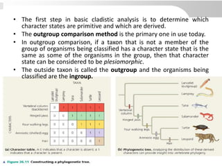 • The first step in basic cladistic analysis is to determine which
character states are primitive and which are derived.
• The outgroup comparison method is the primary one in use today.
• In outgroup comparison, if a taxon that is not a member of the
group of organisms being classified has a character state that is the
same as some of the organisms in the group, then that character
state can be considered to be plesiomorphic.
• The outside taxon is called the outgroup and the organisms being
classified are the ingroup.
 