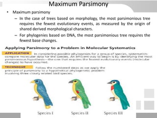 • Maximum parsimony
– In the case of trees based on morphology, the most parsimonious tree
requires the fewest evolutionary events, as measured by the origin of
shared derived morphological characters.
– For phylogenies based on DNA, the most parsimonious tree requires the
fewest base changes.
Maximum Parsimony
 