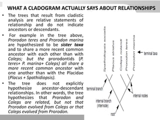 WHAT A CLADOGRAM ACTUALLY SAYS ABOUT RELATIONSHIPS
• The trees that result from cladistic
analysis are relative statements of
relationship and do not indicate
ancestors or descendants.
• For example in the tree above,
Prorodon teres and Prorodon marina
are hypothesized to be sister taxa
and to share a more recent common
ancestor with each other than with
Coleps; but the prorodontids (P.
teres+ P. marina+ Coleps) all share a
more recent common ancestor with
one another than with the Placidae
(Placus + Spathidiopsis).
• The tree does not explicitly
hypothesize ancestor-descendant
relationships. In other words, the tree
hypothesizes that Prorodon and
Coleps are related, but not that
Prorodon evolved from Coleps or that
Coleps evolved from Prorodon.
 
