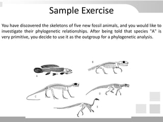 Sample Exercise
You have discovered the skeletons of five new fossil animals, and you would like to
investigate their phylogenetic relationships. After being told that species "A" is
very primitive, you decide to use it as the outgroup for a phylogenetic analysis.
 