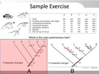 Sample Exercise
Which is the most parsimonious tree?
A B
 