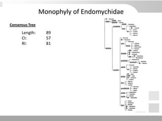 Monophyly of Endomychidae
Consensus Tree
Length: 89
CI: 57
RI: 81
 